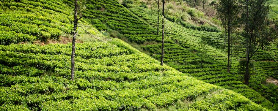 Pola herbaciane w centralnej części kraju